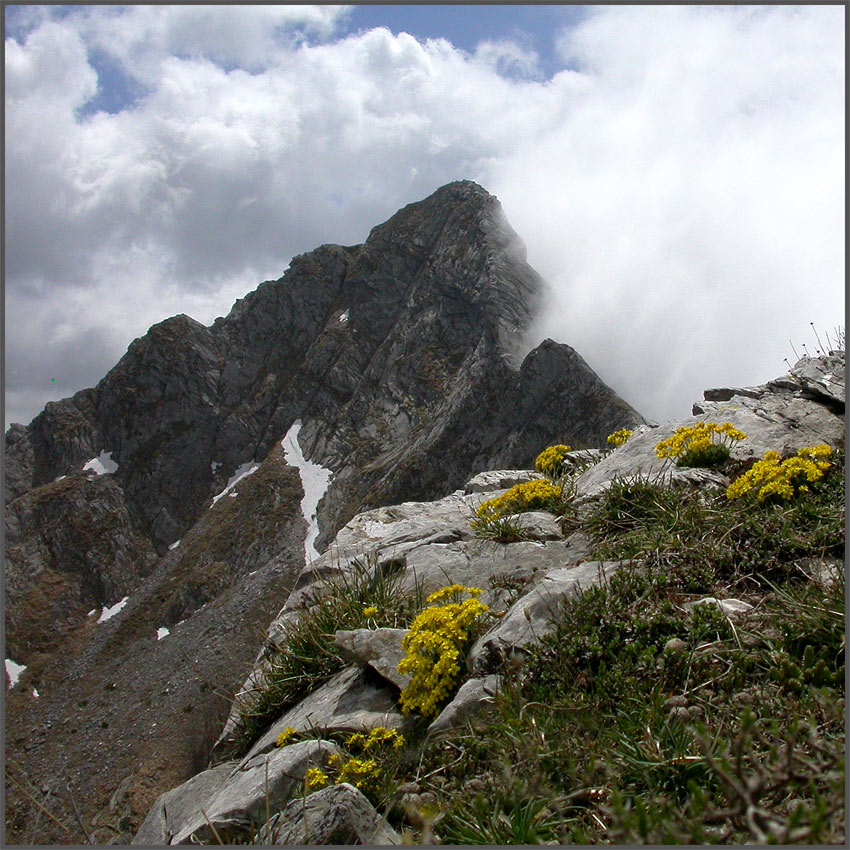 Draba aspera / Draba di Bertoloni